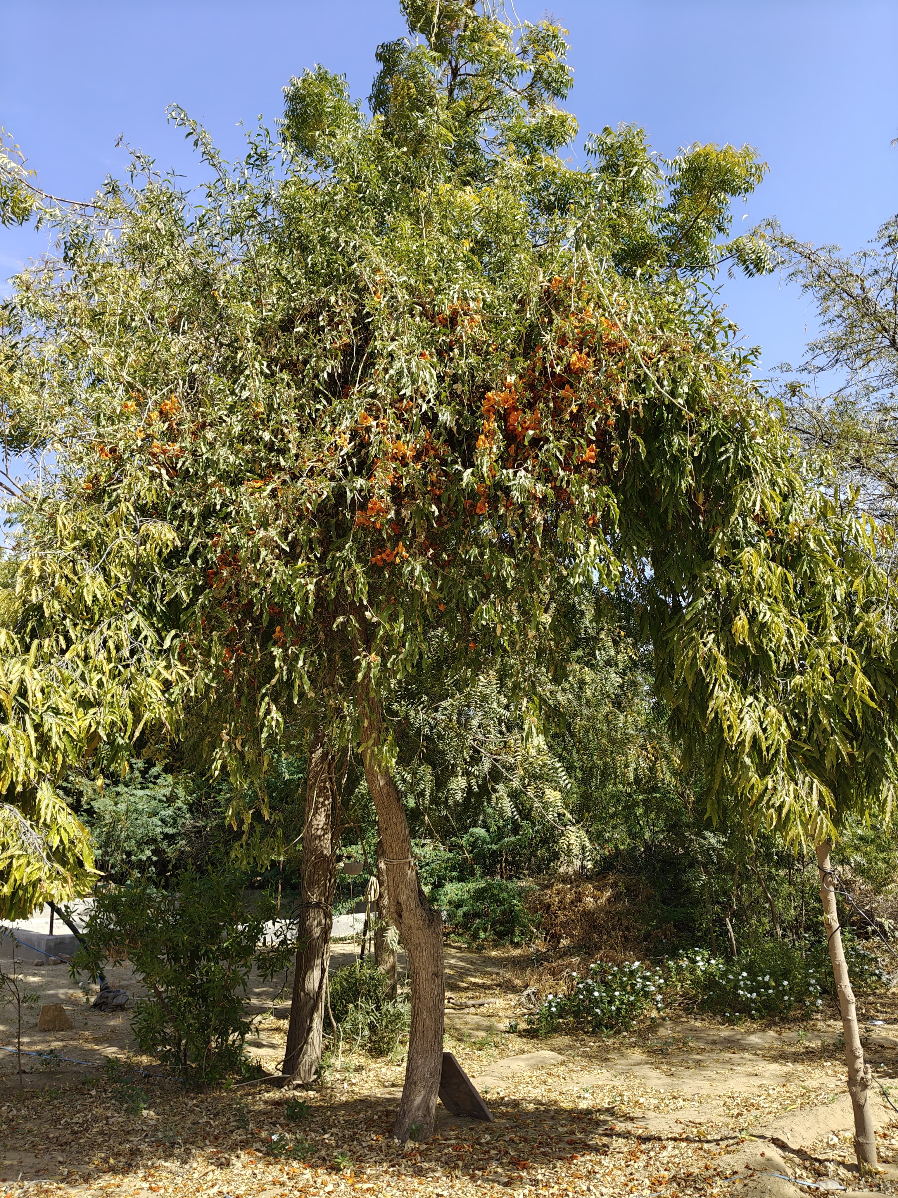 Compensatory Afforestation